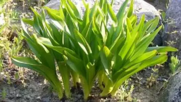 ギョウジャニンニクだと思って知人からもらったら...イヌサフラン(有毒)だった　50代女性が死亡　県内21年ぶりの植物性自然毒による死亡事故　岩手