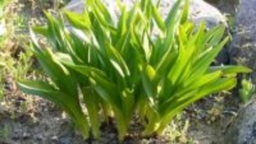 ギョウジャニンニクだと思って知人からもらったら...イヌサフラン(有毒)だった　50代女性が死亡　県内21年ぶりの植物性自然毒による死亡事故　岩手