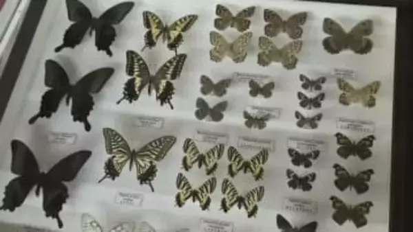 チョウ、カミキリの展示数が豊富！昆虫を愛する気持ちが熱く伝わってくる標本展　岩手・北上市