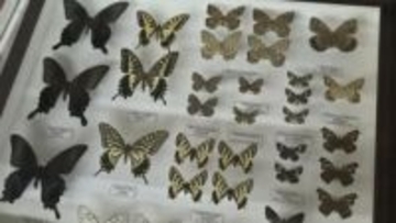 チョウ、カミキリの展示数が豊富！昆虫を愛する気持ちが熱く伝わってくる標本展　岩手・北上市