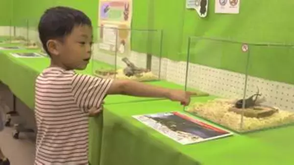 「こんなにでっかいのがいるんだよ」　夏休み突入　子どもに人気の昆虫集めた企画展にぎわう　盛岡市