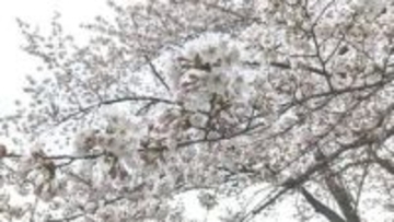 サクラの開花と満開予想が発表　平年より早いペースで進む　盛岡の開花予想は4月9日・満開予想は17日