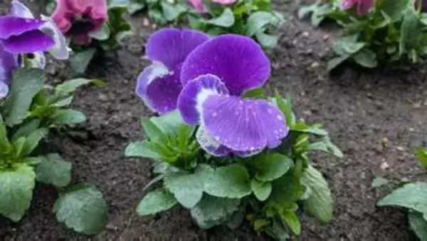 岩手県内は全域雨や雪　盛岡で最高気温1.8度　各地で2月並みの寒さ　石割桜の開花予想は？