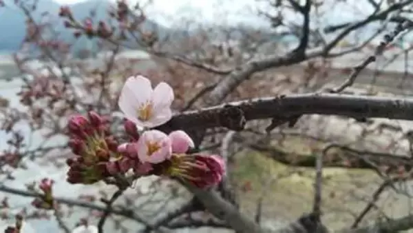 岩手県大船渡市はサクラの開花宣言とはならずも標本木が数輪花開く