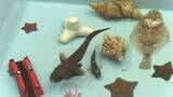 「魚に直接タッチ＆覗き水槽が人気「磯の生物展」開催　ウマヅラハギやツネメバル展示、4と0の付く日はえさやり体験も　岩手・宮古市」の画像1