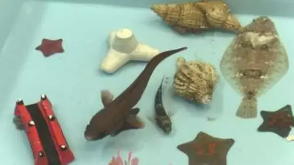 魚に直接タッチ＆覗き水槽が人気「磯の生物展」開催　ウマヅラハギやツネメバル展示、4と0の付く日はえさやり体験も　岩手・宮古市