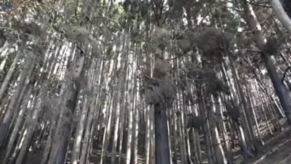 大船渡山林火災の被害面積は3370ヘクタールで確定　被害額は59億3900万円に上る　岩手