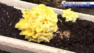 古いタオルなど使わなくなった布を再利用　育てているのは「良い出汁が出る金色のキノコ」！菌類の専門家もその発想に驚く　岩手