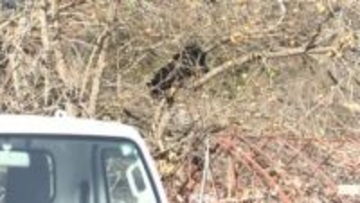 「柿の木の上に登ったままクマが下りてこない」クマ2頭が柿の木にとどまる　岩手・岩泉町