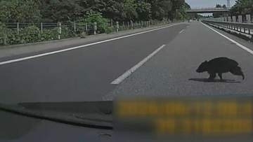 高速道でクマと衝突してしまったらどうすればいい？止まる？進む？生存確認する？車が動かなくなった場合は？保険はきくの？正しい対処法を県警高速道路交通警察隊に聞いてみた　岩手