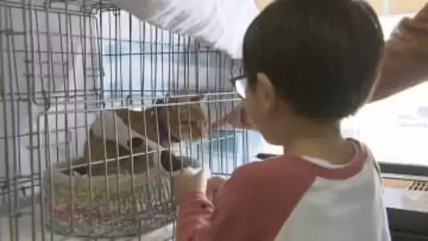 「ねこの日」に保護ネコ譲渡会　新たな家族迎えようと大勢の人　売り上げの一部を動物愛護に充てるパンの販売も　盛岡市