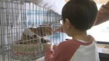 「ねこの日」に保護ネコ譲渡会　新たな家族迎えようと大勢の人　売り上げの一部を動物愛護に充てるパンの販売も　盛岡市