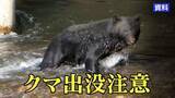 「盛岡市内でクマ目撃相次ぐ　いずれも成獣　人的物的被害なし」の画像1