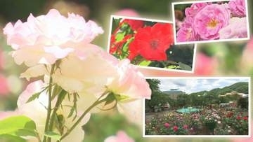 約450種類、5000株のバラが咲き乱れる花巻温泉のバラ園は今が見ごろ　バラにちなんだスイーツも　岩手