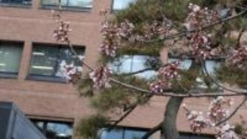 国の天然記念物・石割桜が開花　2025年より5日早い開花　今週末にも見ごろを迎える見込み　盛岡市