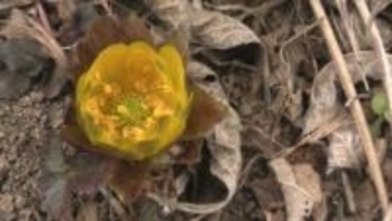 寒さが緩み、地面から春を告げる黄色い花　大船渡でフクジュソウ咲き始める　岩手