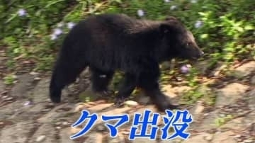 秋田県のイオン能代店にクマ侵入　警察が対応中