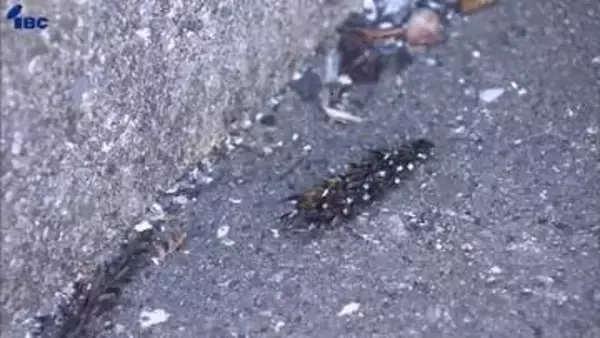 岩手県大槌町山林火災は発生５日目　心配そうに見つめる住民