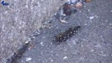 岩手県大槌町山林火災は発生５日目　心配そうに見つめる住民