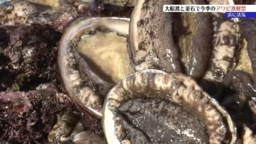 吉浜など3漁協　今季アワビ口開け　1級品が2024年上回る1291.6キロの水揚げ　岩手・大船渡市、釜石市