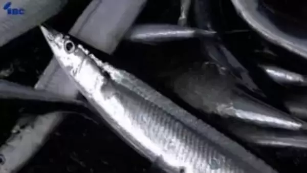 去年の岩手県内のサンマ水揚げ量は前年の1.5倍　2019年以降で最多