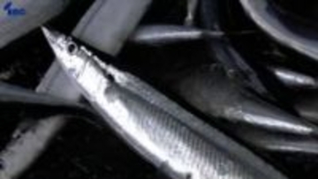 去年の岩手県内のサンマ水揚げ量は前年の1.5倍　2019年以降で最多