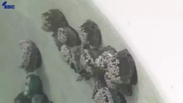 出荷サイズのアワビなく例年より2日早く　大船渡市の大規模山林火災で被災の水産会社で仕事納め　岩手県