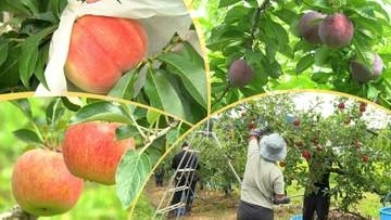リンゴ、モモ、スモモ、プルーン・・・120種類のフルーツが並ぶ奥州市の農園　今シーズンの出来は？ 期待の新品種は？　岩手