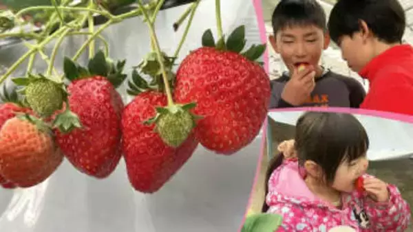 1月15日は「いちごの日」　これから収穫の最盛期を迎えるイチゴ　イチゴ狩りを満喫するためのポイントを紹介！　岩手・八幡平市