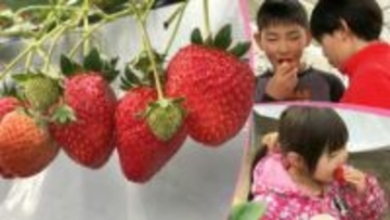 1月15日は「いちごの日」　これから収穫の最盛期を迎えるイチゴ　イチゴ狩りを満喫するためのポイントを紹介！　岩手・八幡平市