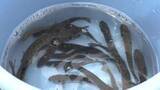 「「子どもたちが魚を釣って楽しめる環境に」児童らが甲子川でヤマメとイワナ合わせて約30kgを放流　岩手・釜石市」の画像1