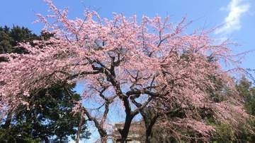 IBC岩手放送のシダレザクラ9日から一般公開　面接の日の庭園の記憶　盛岡市