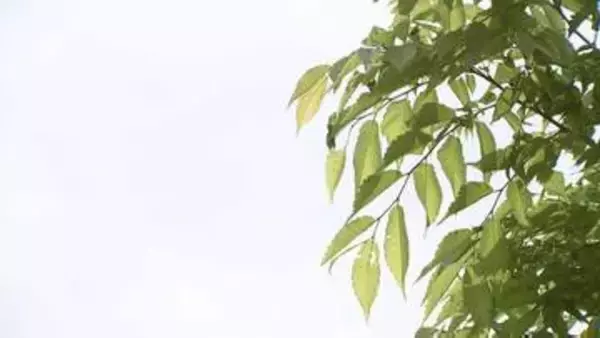 17日も内陸中心に暑い県内　最高気温は一関30度や盛岡29度の予想　水分補給など熱中症対策を　岩手