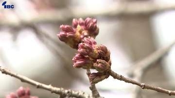 暖かい朝も開花の便りは・・・盛岡市の天然記念物・石割桜はつぼみが膨らんだ状態に
