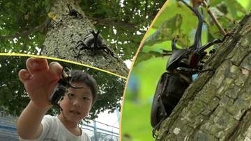 この夏で18年目を迎える夏休みの子どもたちの人気スポット「森のカブト虫館」　岩手・洋野町