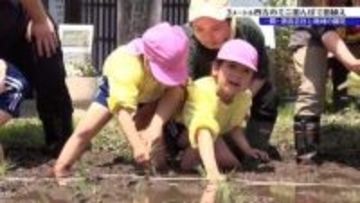 もち文化を次世代に　園児25人ら田んぼで「ひめのもち」植え付けに挑戦　岩手・一関市