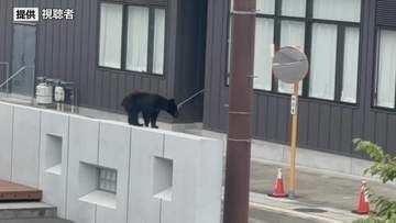 「クマ、クマ！」市内繁華街で電柱を下りる姿を視聴者が撮影　岩手・釜石市