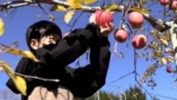 作柄は良いものの動物の食害に苦労　宮古のリンゴを学びながら収穫体験