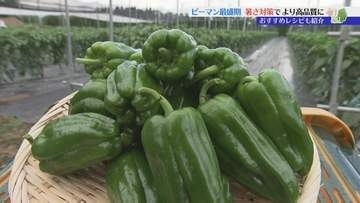 ピーマン出荷最盛期　生産者により高品質なピーマンを育てるための栽培方法を聞く　食育ソムリエおすすめの食べ方は？　岩手・奥州市