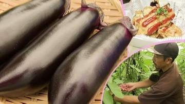 岩手県南はナス生産さかん　秋ナスのおいしさを広く知ってもらうために生産者がイベント　その名も「ナスフェス」　一関市