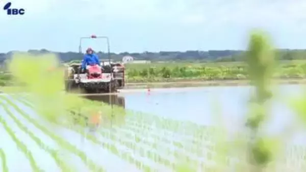 コメめぐる環境激変を案ずる生産者　岩手県一関市で例年より遅れて田植え