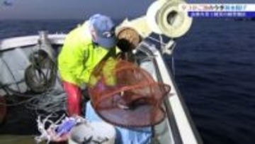 タコ「かご漁」の初水揚げ　山林火災を乗り越え待望の解禁　岩手・大船渡市