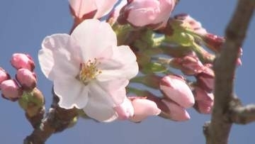 北上市でサクラ開花宣言　100年見守るソメイヨシノが春を告げる　6日朝の県内は4月下旬から5月下旬並みの暖かさ　岩手