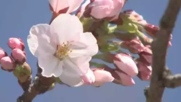 北上市でサクラ開花宣言　100年見守るソメイヨシノが春を告げる　6日朝の県内は4月下旬から5月下旬並みの暖かさ　岩手