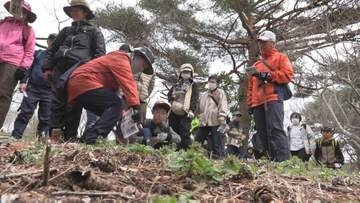 三陸に訪れた春を感じて　散策路にフクジュソウやカタクリ　景勝地・浄土ヶ浜の自然観察会に親子連れなど22人　岩手・宮古市