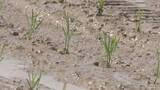 「県内16％で田植え(5月11日時点)　平年よりやや早いペース　宮古市など東部地帯が24％と最も進む　適期は25日まで　岩手」の画像1