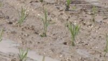 県内16％で田植え(5月11日時点)　平年よりやや早いペース　宮古市など東部地帯が24％と最も進む　適期は25日まで　岩手