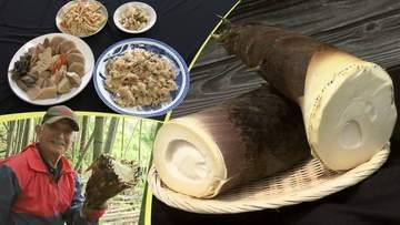 出荷停止が解け、16年ぶりに味わえるこの季節の旬の味　孟宗竹のタケノコ　収穫作業にも挑戦！お煮しめにして味わってみました　岩手・陸前高田市