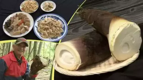 出荷停止が解け、16年ぶりに味わえるこの季節の旬の味　孟宗竹のタケノコ　収穫作業にも挑戦！お煮しめにして味わってみました　岩手・陸前高田市