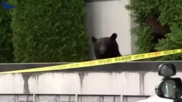 実店舗を持つ業種で影響が顕著　岩手県内企業の４割以上でクマ出没の影響あり　全国平均を大きく上回る